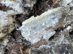  ( - HAY-F-006554)  @11 [ ] by-nc (2023) Damon Tighe Fungal Diversity Survey
