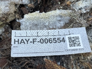  ( - HAY-F-006554)  @11 [ ] by-nc (2023) Damon Tighe Fungal Diversity Survey