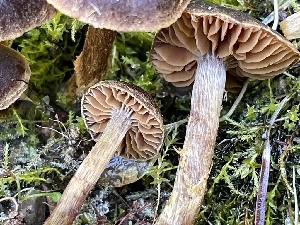  ( - HAY-F-006555)  @11 [ ] by-nc (2023) Damon Tighe Fungal Diversity Survey