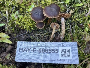  ( - HAY-F-006555)  @11 [ ] by-nc (2023) Damon Tighe Fungal Diversity Survey