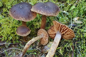  ( - HAY-F-006555)  @11 [ ] by-nc (2023) Damon Tighe Fungal Diversity Survey
