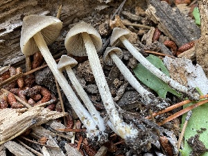  ( - HAY-F-006556)  @11 [ ] by-nc (2023) Damon Tighe Fungal Diversity Survey