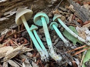  ( - HAY-F-006556)  @11 [ ] by-nc (2023) Damon Tighe Fungal Diversity Survey
