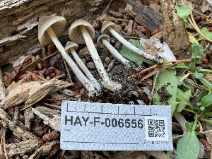  ( - HAY-F-006556)  @11 [ ] by-nc (2023) Damon Tighe Fungal Diversity Survey