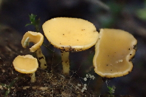  (Hymenoscyphus repandus - HAY-F-006557)  @11 [ ] by-nc (2023) Damon Tighe Fungal Diversity Survey