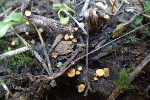  ( - HAY-F-006557)  @11 [ ] by-nc (2023) Damon Tighe Fungal Diversity Survey