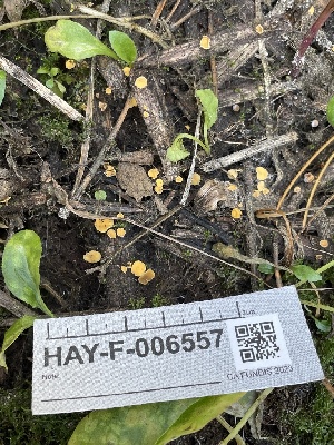  ( - HAY-F-006557)  @11 [ ] by-nc (2023) Damon Tighe Fungal Diversity Survey