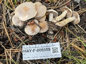  ( - HAY-F-006559)  @11 [ ] by-nc (2023) Damon Tighe Fungal Diversity Survey