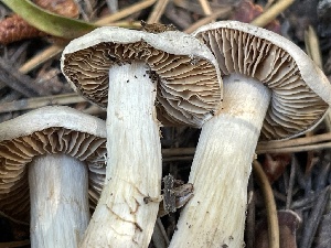  ( - HAY-F-006559)  @11 [ ] by-nc (2023) Damon Tighe Fungal Diversity Survey