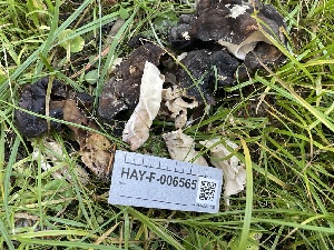  (Pseudorhizina californica - HAY-F-006565)  @11 [ ] by-nc (2023) Damon Tighe Fungal Diversity Survey