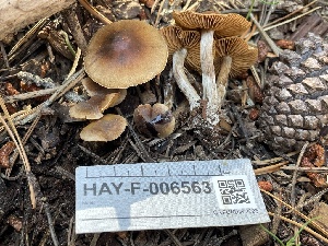  (Cortinarius sp. PNW38 - HAY-F-006563)  @11 [ ] by-nc (2023) Damon Tighe Fungal Diversity Survey