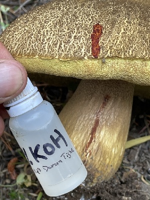  ( - HAY-F-007571)  @11 [ ] by-nc (2023) Damon Tighe Fungal Diversity Survey