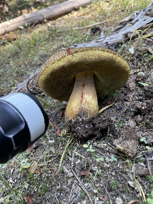  ( - HAY-F-007571)  @11 [ ] by-nc (2023) Damon Tighe Fungal Diversity Survey