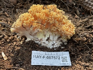  (Ramaria largentii - HAY-F-007572)  @11 [ ] by-nc (2023) Damon Tighe Fungal Diversity Survey