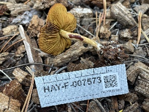  ( - HAY-F-007573)  @11 [ ] by-nc (2023) Damon Tighe Fungal Diversity Survey
