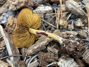  ( - HAY-F-007573)  @11 [ ] by-nc (2023) Damon Tighe Fungal Diversity Survey