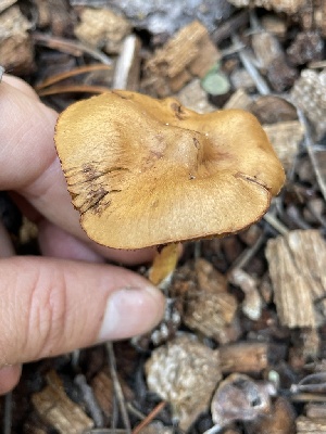  ( - HAY-F-007573)  @11 [ ] by-nc (2023) Damon Tighe Fungal Diversity Survey