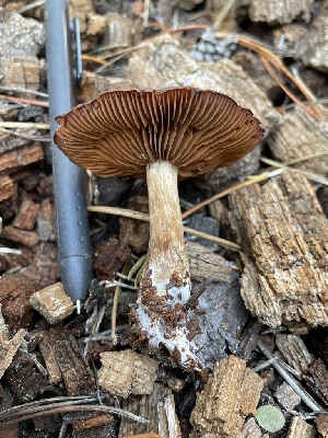  (Cortinarius caesiifolius - HAY-F-007574)  @11 [ ] by-nc (2023) Damon Tighe Fungal Diversity Survey
