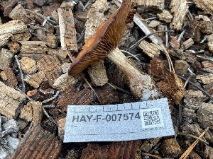  ( - HAY-F-007574)  @11 [ ] by-nc (2023) Damon Tighe Fungal Diversity Survey