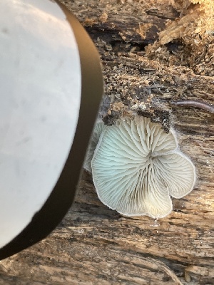  ( - HAY-F-007575)  @11 [ ] by-nc (2023) Damon Tighe Fungal Diversity Survey
