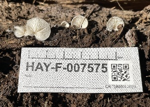  ( - HAY-F-007575)  @11 [ ] by-nc (2023) Damon Tighe Fungal Diversity Survey