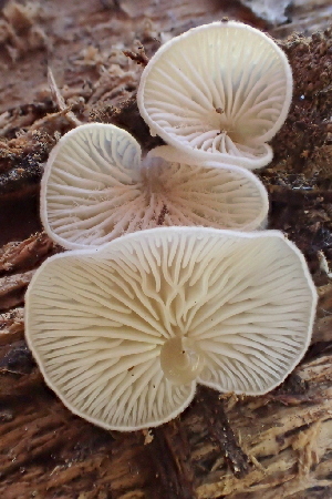  ( - HAY-F-007575)  @11 [ ] by-nc (2023) Damon Tighe Fungal Diversity Survey