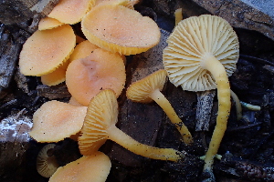  ( - HAY-F-007579)  @11 [ ] by-nc (2023) Damon Tighe Fungal Diversity Survey