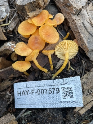  ( - HAY-F-007579)  @11 [ ] by-nc (2023) Damon Tighe Fungal Diversity Survey