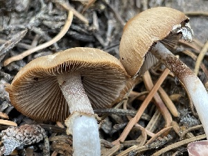  ( - HAY-F-007584)  @11 [ ] by-nc (2023) Damon Tighe Fungal Diversity Survey