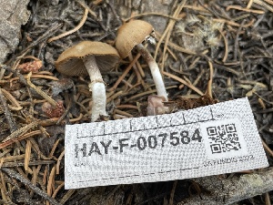 (Psathyrella sp. longistriata-PNW02 - HAY-F-007584)  @11 [ ] by-nc (2023) Damon Tighe Fungal Diversity Survey