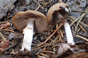  ( - HAY-F-007584)  @11 [ ] by-nc (2023) Damon Tighe Fungal Diversity Survey