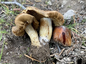  (Cortinarius aureovelatus - HAY-F-007587)  @11 [ ] by-nc (2023) Damon Tighe Fungal Diversity Survey
