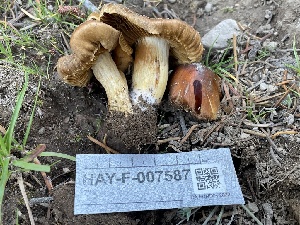  ( - HAY-F-007587)  @11 [ ] by-nc (2023) Damon Tighe Fungal Diversity Survey