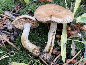  ( - HAY-F-007588)  @11 [ ] by-nc (2023) Damon Tighe Fungal Diversity Survey