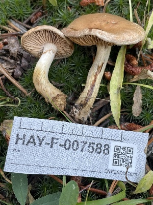  ( - HAY-F-007588)  @11 [ ] by-nc (2023) Damon Tighe Fungal Diversity Survey