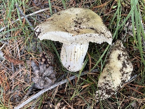  ( - HAY-F-007590)  @11 [ ] by-nc (2023) Damon Tighe Fungal Diversity Survey