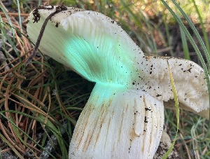  ( - HAY-F-007590)  @11 [ ] by-nc (2023) Damon Tighe Fungal Diversity Survey