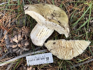  ( - HAY-F-007590)  @11 [ ] by-nc (2023) Damon Tighe Fungal Diversity Survey