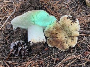  ( - HAY-F-007591)  @11 [ ] by-nc (2023) Damon Tighe Fungal Diversity Survey