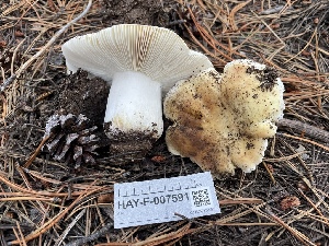  ( - HAY-F-007591)  @11 [ ] by-nc (2023) Damon Tighe Fungal Diversity Survey