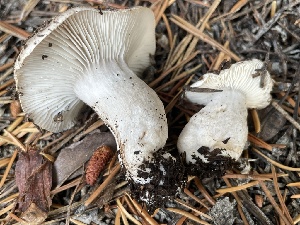  ( - HAY-F-007593)  @11 [ ] by-nc (2023) Damon Tighe Fungal Diversity Survey