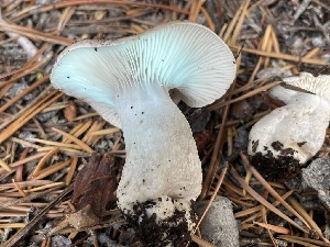  ( - HAY-F-007593)  @11 [ ] by-nc (2023) Damon Tighe Fungal Diversity Survey