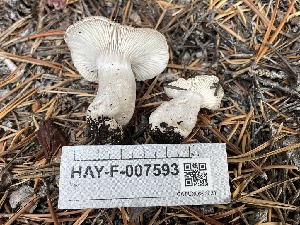  ( - HAY-F-007593)  @11 [ ] by-nc (2023) Damon Tighe Fungal Diversity Survey