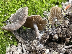  ( - HAY-F-007594)  @11 [ ] by-nc (2023) Damon Tighe Fungal Diversity Survey