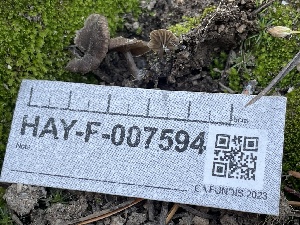  ( - HAY-F-007594)  @11 [ ] by-nc (2023) Damon Tighe Fungal Diversity Survey