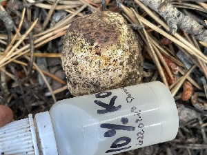  ( - HAY-F-007596)  @11 [ ] by-nc (2023) Damon Tighe Fungal Diversity Survey