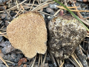  ( - HAY-F-007596)  @11 [ ] by-nc (2023) Damon Tighe Fungal Diversity Survey