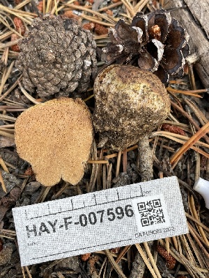  ( - HAY-F-007596)  @11 [ ] by-nc (2023) Damon Tighe Fungal Diversity Survey