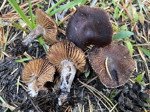  ( - HAY-F-007597)  @11 [ ] by-nc (2023) Damon Tighe Fungal Diversity Survey