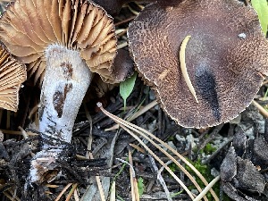  ( - HAY-F-007597)  @11 [ ] by-nc (2023) Damon Tighe Fungal Diversity Survey